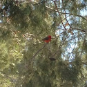 Vermilion Flycatcher