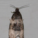 Moth