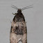 Moth