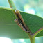 Tube spittlebugs