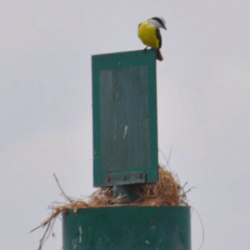 White-ringed Flycatcher