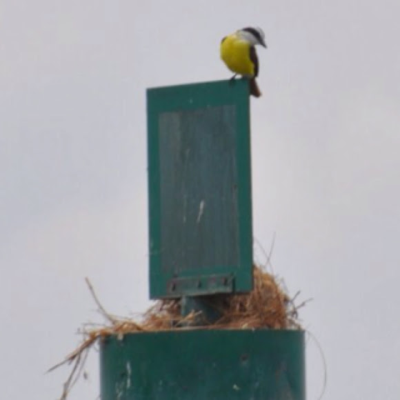 Spotting Image 1