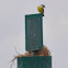 White-ringed Flycatcher
