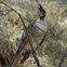 Noisy Friarbird