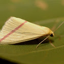 Vestal Moth