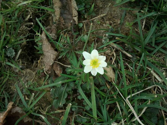 Spotting Image 1