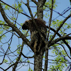 North American Porcupine