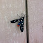 Oleander moth