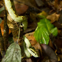 Malabar pitviper