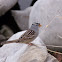 White crowned Sparrow