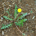 Dandelion