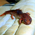 Red Salamander