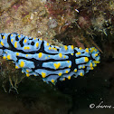 Varicose Phyllidia Nudibranch