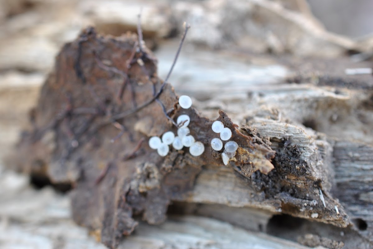 Earthworm eggs Project Noah