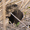 Blackbird; Mirlo Común