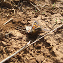 Robber fly