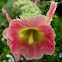 Hollyhock
