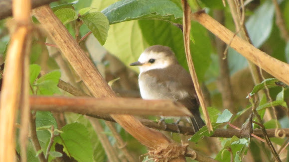 Spotting Image 1