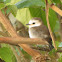 White-headed Marsh Tyrant (female)