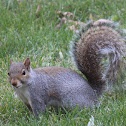Eastern Gray Squirrel