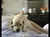 Vendo Hermosos Poodles Toys