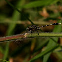 Green Marsh Hawk Dragonfly