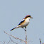 Woodchat Shrike; Alcaudón Común