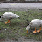 Bar-headed Goose