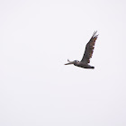 Brown pelican