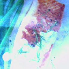 Salmon & Dill Sauce