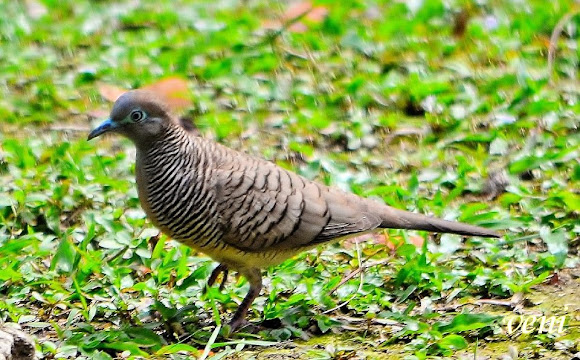 Spotting Image 1