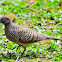 Zebra Dove or Barred Ground Dove
