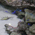 Fish of the East China sea