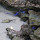 Fish of the East China sea