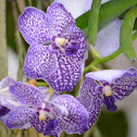 Orquídea Phalaenopsis sp