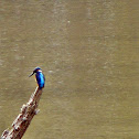 small blue kingfisher
