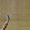 small blue kingfisher