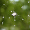 Spiny-backed Orbweaver