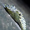 Large White Butterfly (pupa)