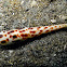 Dark-spotted Auger