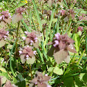 Red DeadNettle
