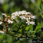 Toyon Blossoms