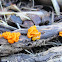 Witches' butter
