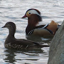 Mandarin Duck