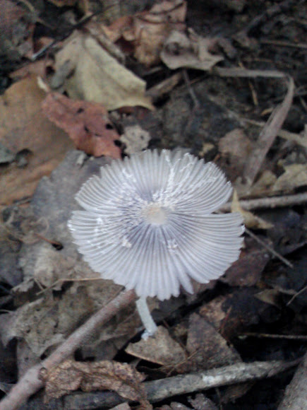 Spotting Image 1