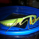 Giant Asian mantis