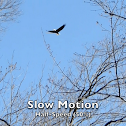 Bald Eagle in flight