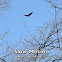 Bald Eagle in flight