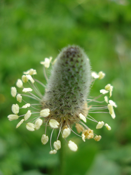 Spotting Image 1