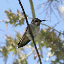 Allen's Hummingbird (female)